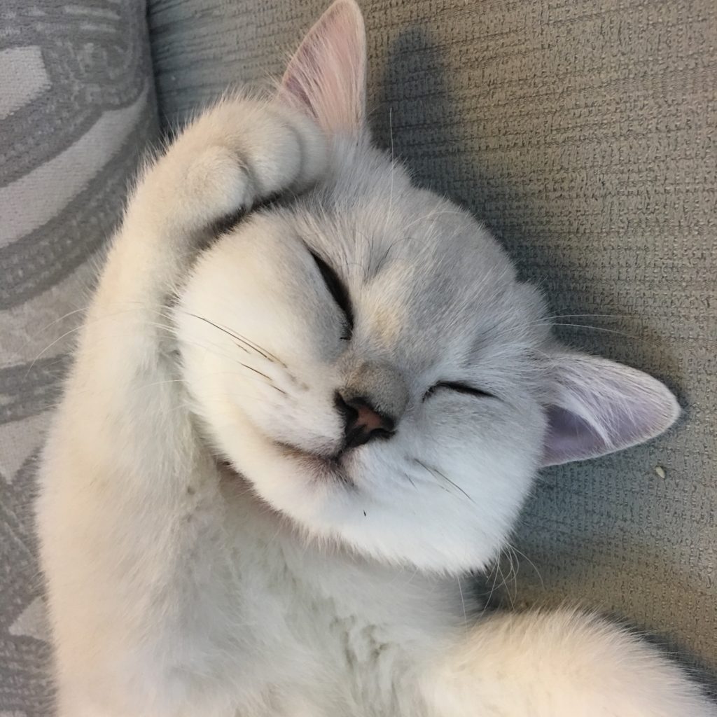 昼寝