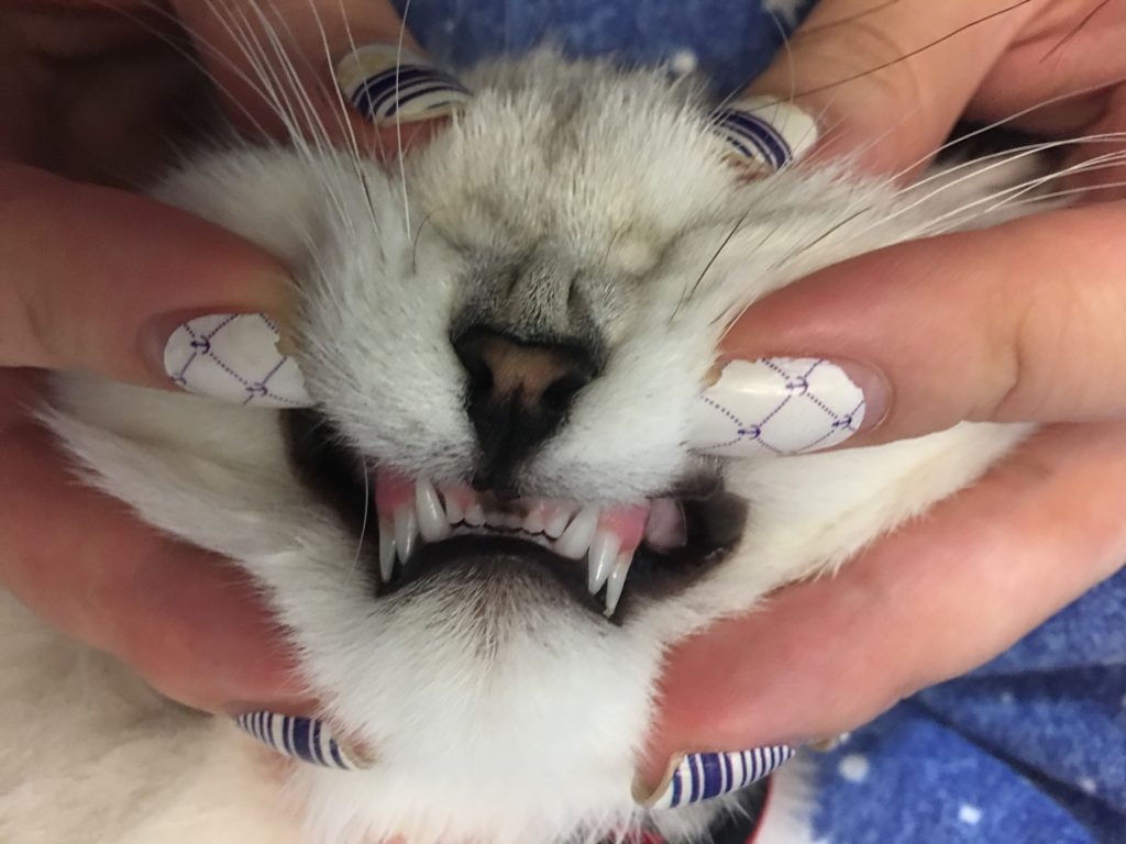 Double Teeth